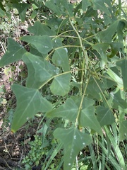 Erythrina herbacea