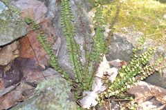 Asplenium trichomanes trichomanes