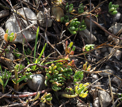 Limbarda crithmoides