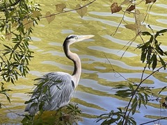 Ardea herodias
