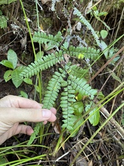 Adiantum pyramidale
