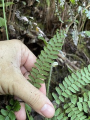 Adiantum pyramidale