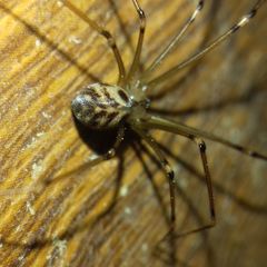 Hoplopholcus forskali