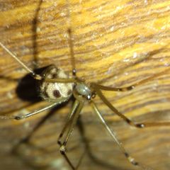 Hoplopholcus forskali