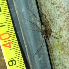 Hoplopholcus forskali