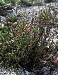 Salicornia perennis