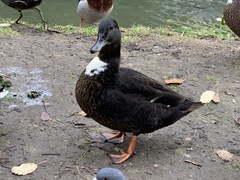 Anas platyrhynchos domesticus