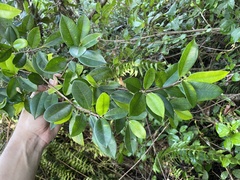Ficus americana
