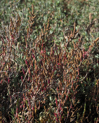 Salicornia perennis