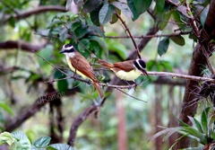 Pitangus sulphuratus