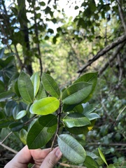 Ficus americana