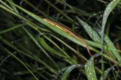 Takydromus sexlineatus