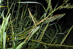 Takydromus sexlineatus