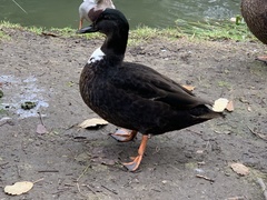 Anas platyrhynchos domesticus
