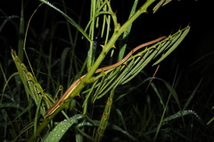 Takydromus sexlineatus