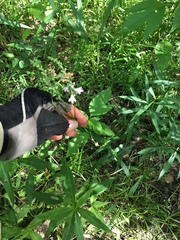 Physostegia intermedia