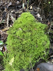 Thuidium urceolatum