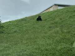 Ursus americanus