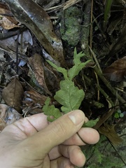 Tectaria heracleifolia