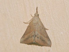Erebidae