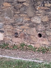Marmota monax