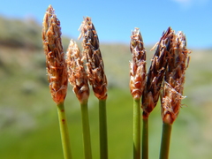 Common spikerush