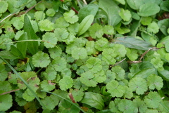 Hydrocotyle microphylla