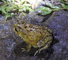 Duttaphrynus melanostictus