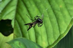 Micrathena pichincha