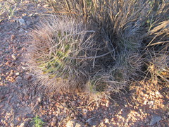 Gymnocalycium hossei