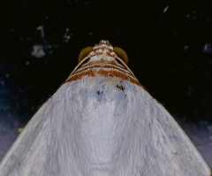 Eulepidotis persimilis