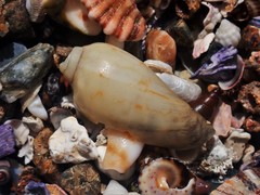 Amoria hunteri