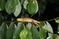 Calotes versicolor
