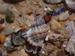 Turritriton labiosus