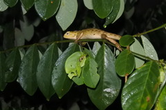 Calotes versicolor