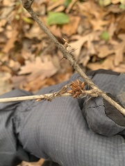 Rhopalomyia grossulariae