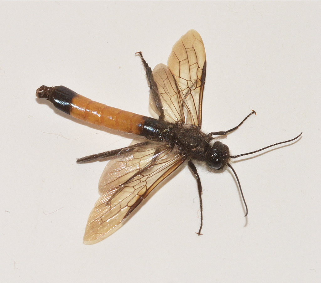 Areolate Woodwasp