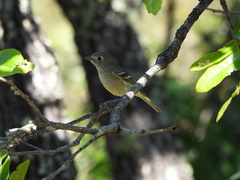 Vireo huttoni cognatus