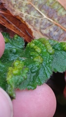 Cecidophyes nudus