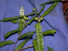 Zanthoxylum foliolosum