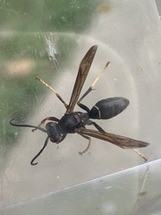 Polistes parametricus