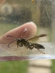 Polistes parametricus