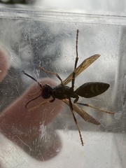 Polistes parametricus