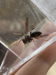 Polistes parametricus