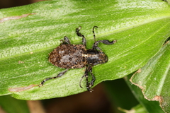 Scleronotus scabrosus