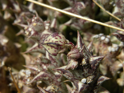 Pachycymbium laticoronum (M.G.Gilbert) M.G.Gilbert 2