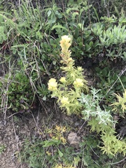 Castilleja wightii