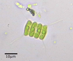 Desmodesmus communis