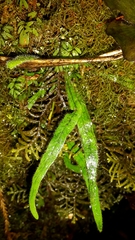 Notogrammitis pseudociliata