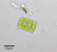 Desmodesmus communis